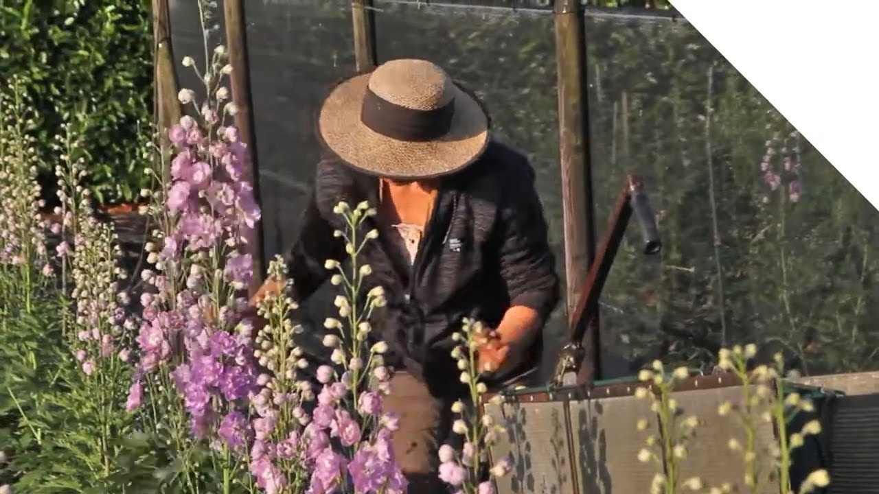 How its Grown: Delphinium