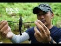 第62集：塞班岛荒野设置捕猎陷阱，淡水溪流擒获野生大虾 Fresh water prawn catch and cook in Saipan ,Nothern Mariana