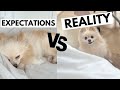 Owning a puppy expectations vs reality