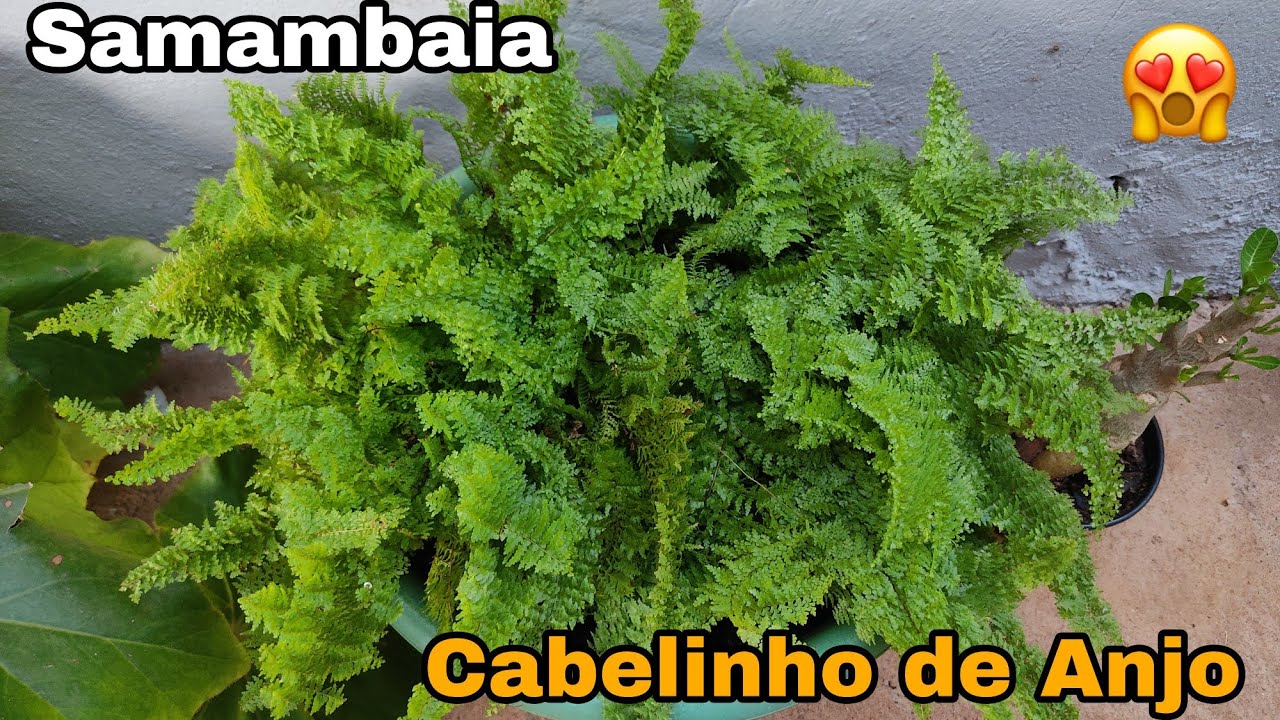 SAMAMBAIA CABELINHO DE ANJO|| CUIDADOS E REPLANTIO 🌺🌻