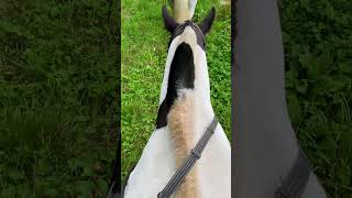 Went out for a hack on paddy!! :) #horse #horseenthusiast #equestrian #horsecommunity