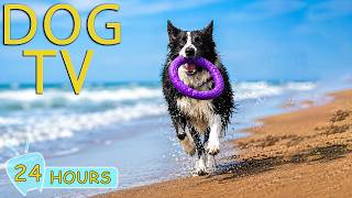 DOG TV: Best All-Day Entertain Videos for Dogs when Alone - Anti-Anxiety & Fun Music for Dogs screenshot 3