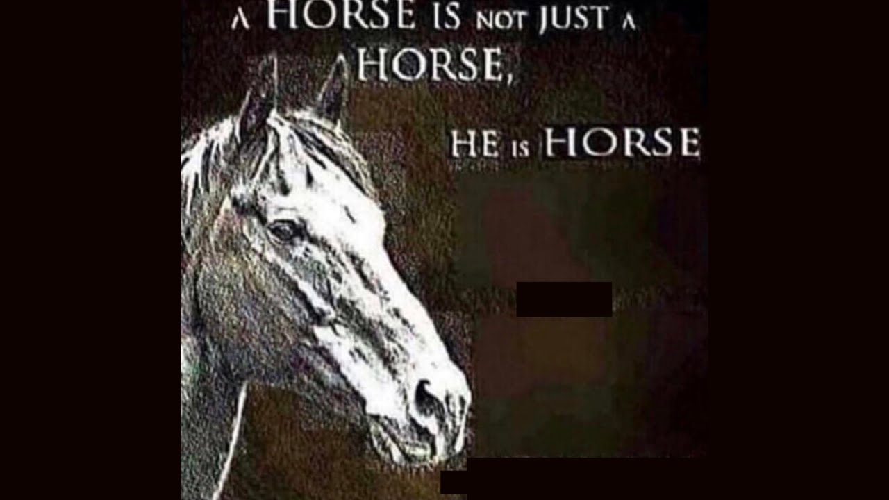 not just a horse YouTube