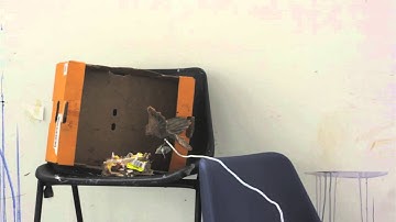 George Finnamore owl mockumentry