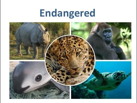 Top 10 most endangered animals in the world | #top10 | #powerpointvideo ...