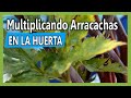 Cómo sacar nuevas plantas de Arracacha en la huerta Casera