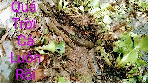 Review Cận Cảnh Tát Ao Bắt Cá Cùng Team" mò ốc bưu đen, bắt Cá lốc về đón xuân...