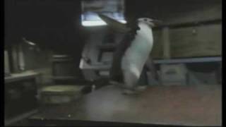 Carlsberg Sport:Ping Pong Penguin (Funny Commercial)