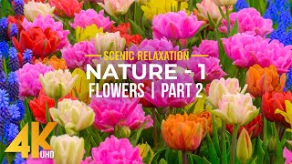 4K Blooming Flowers With Relaxing Piano Melodies Nature Sounds - Nature - Season 1 Part 2