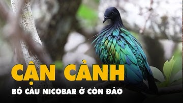 Cận cảnh bồ câu Nicobar ở Côn Đảo, loài chim được săn lùng vì quá đẹp
