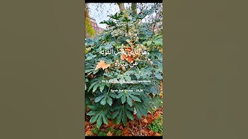 #قرآن#القرآن_الكريم#تلاوة_خاشعة#تلاوة_هادئة#تلاوة_مؤثرة#سورۃ#الشورى#fyp #viral#viralquran#viralvideo