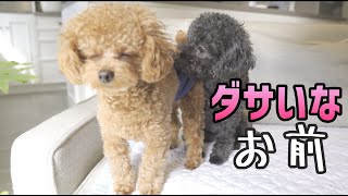 初めてオムツをした犬が変すぎる