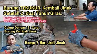 Tips ! Cukup 2 (dua) Cara menjinakan TEKUKUR Setelah 2 Tahunan di Pelihara.