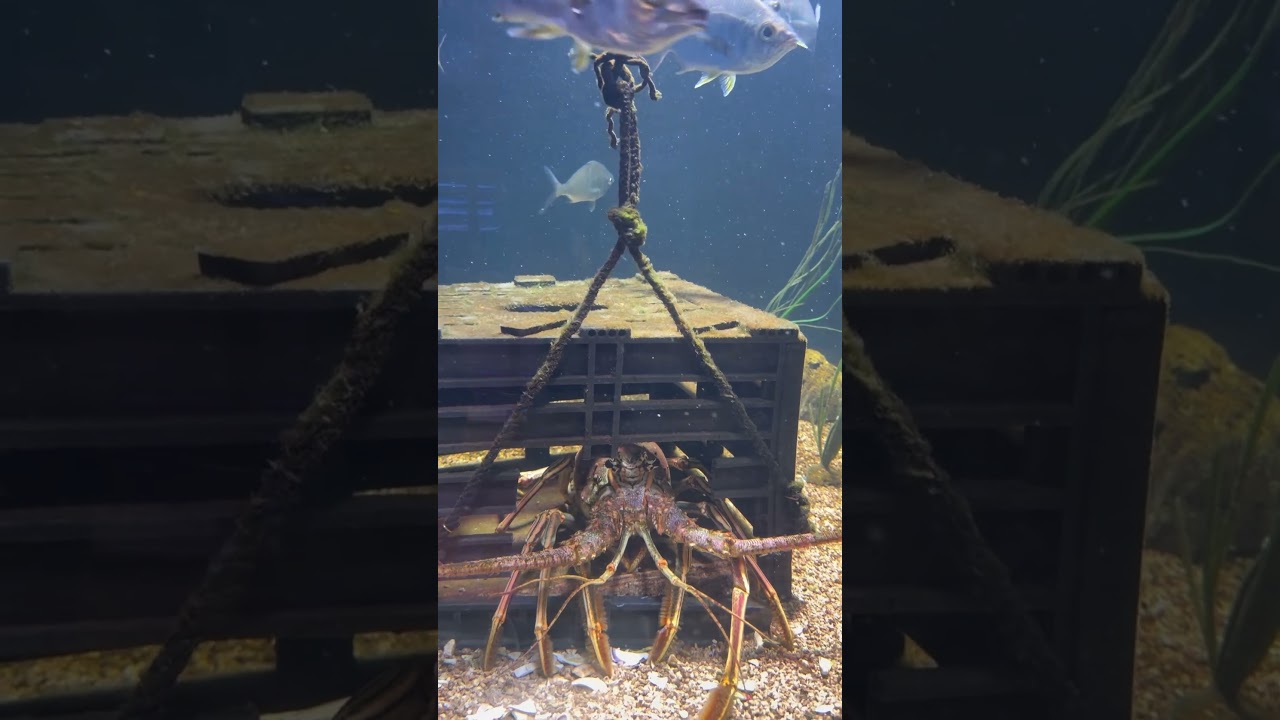 Life as a lobster at the Key West Aquarium 🦞 #lobster #aquarium #keywest #memes #cruise