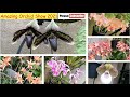 Amazing orchid show 2021 | black orchids | rare orchids show