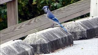 Blue Jay hops birds bluejays