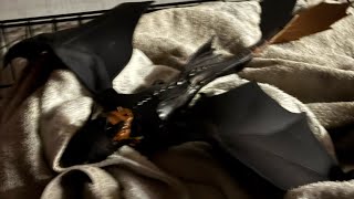 Toothless watches FireWorks!!!