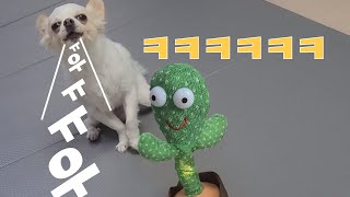 말 따라하는 선인장이 싫은 강아지 ㅋㅋㅋ