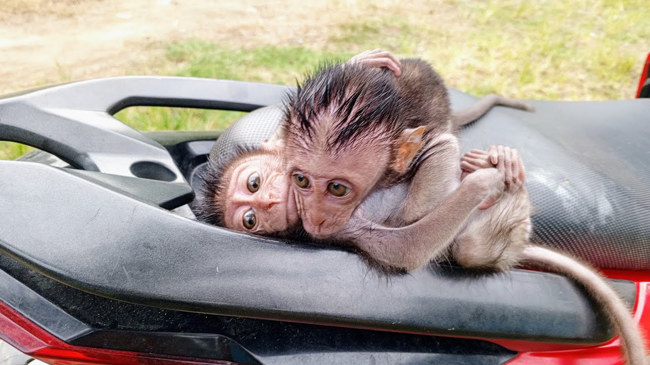 [ Monkey Raja ] Get used to drying it in the sun for a while after ...
