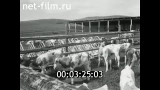 1983г. село Куйбышево. племенной завод 