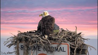 How To Photograph Bald Eagles From A Moving Boat