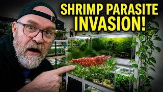 Treating Scutariella Japonica Without Killing Your Shrimp