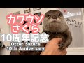カワウソさくらの10歳を記念して10年間を振り返ってみた！ Let's take a look back to celebrate Sakura the otter 10th birthday!