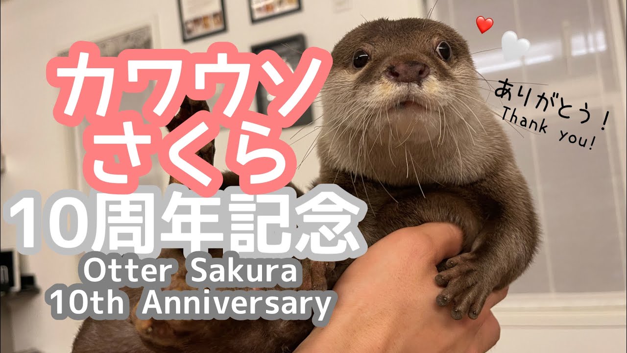 カワウソさくらの10歳を記念して10年間を振り返ってみた！ Let's take