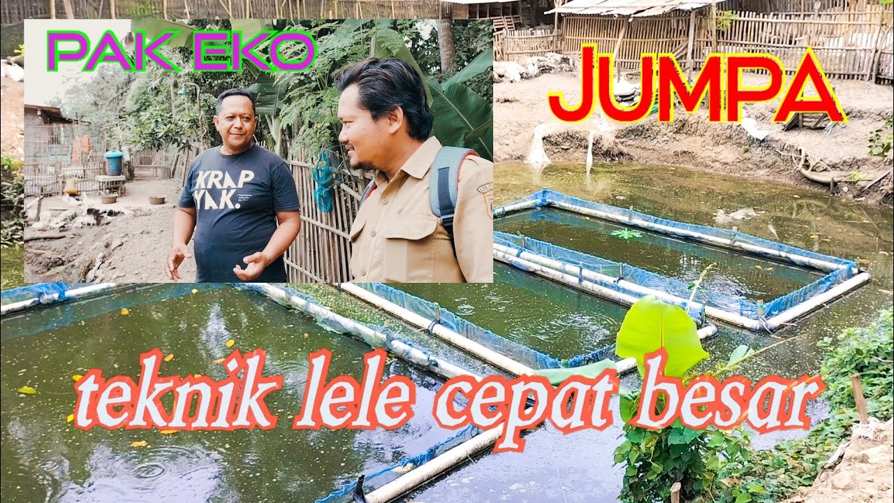 Tanya Tips Ternak Lele Cepat Besar 