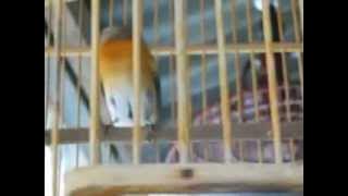 jupiter.mp4 (burung sulingan kembang)