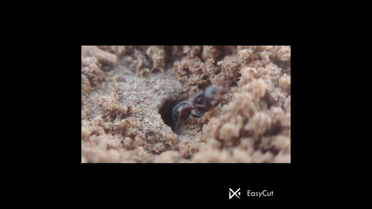 Mixing two colony brood. 
