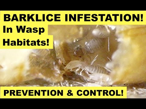 BOOKLICE / BARKLICE INFESTATION IN WASP HABITATS!  How To Collect Wasp Nests Safely! Prevent Psocids