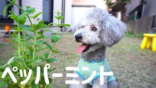 🐶虫除けにペパーミントを植える。片手間にトイプードルと遊ぶ。【トイプードルのグリィ】【dog】【toy poodle】