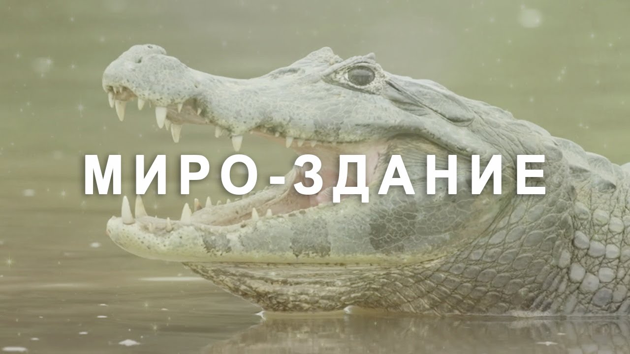 МИРОЗДАНИЕ © CVETT