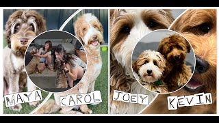 | Busy day of a Goldendoodle and Bernedoodle Breeder |