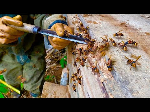 Video Khai Thác Tổ Ong Đất Nuôi Trong Thùng Gỗ | Săn Bắt và... - youtube
