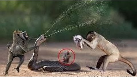 Amazingly Intelligent Monkeys Save Rodent Mouse From Snake Hunting  Prey Escapes Predate