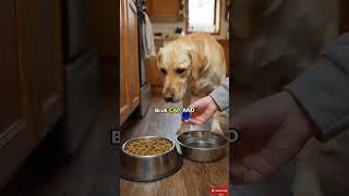 This Rescue Dog Wouldn’t Eat Until He Paid With a Bottle Cap#RescueDog #DogStory #LabradorRetriever