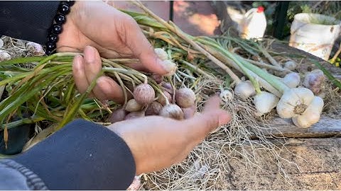 Tỏi cô đơn là gì? Đi tìm giống tỏi cô đơn