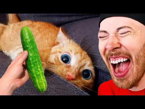 Craziest Animals On The Internet!