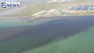 Red Tide Detected Near Crystal Beach on Galveston Countyโs Bolivar Peninsula