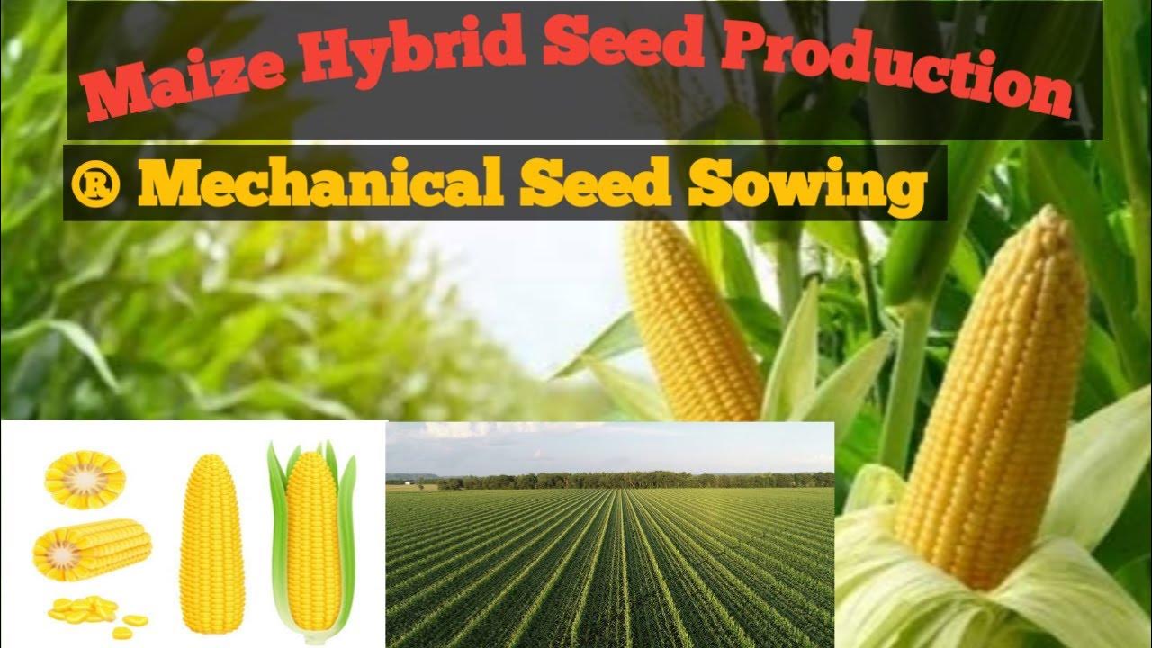Maize🌽Hybrid Seed Production Male and Female maize seed