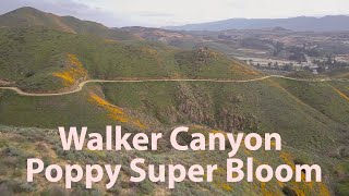 Walker Canyon Super Bloom - Lake Elsinore - CA by Drone