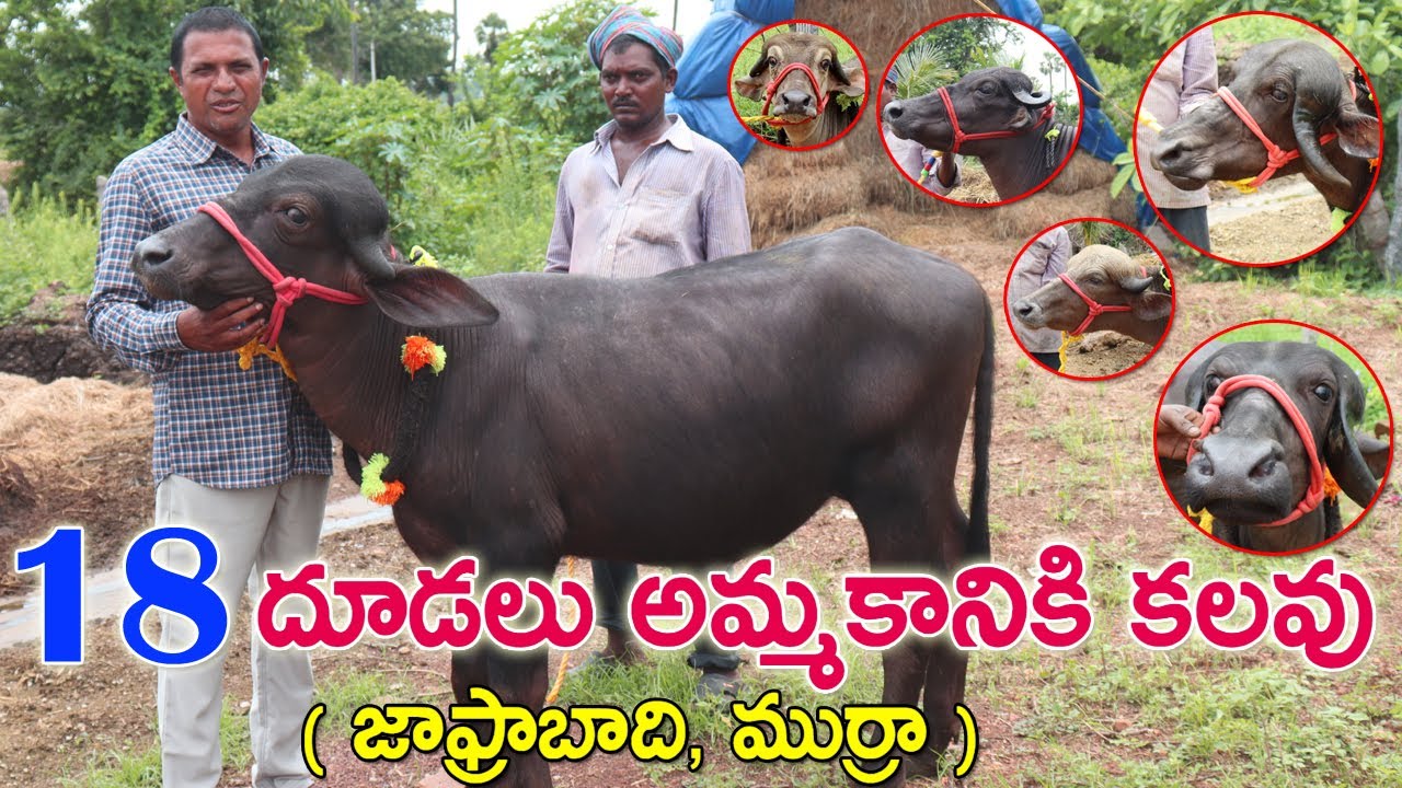 18 Calfs for sale |Sold Out|Jafrabadi Calfs | దూడలు అమ్మకానికి కలవు |Calves for sale