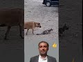 كانت تظنها صيادة ختى اصبحت هي الفريسة في لحظة متابعة اشتراك لايكي اكسبلور