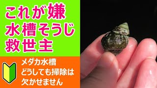 初めてのメダカ水槽【救世主お掃除部隊】【初心者】