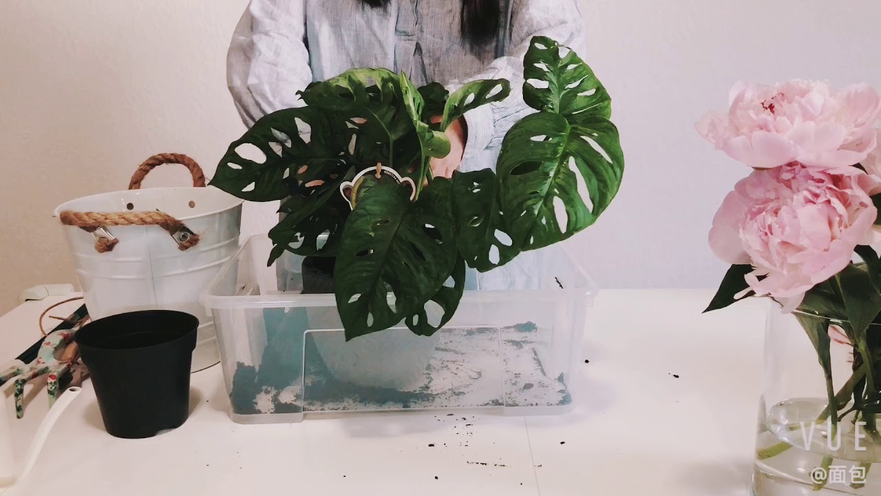 How To Repot Monstera Monkey Mask Repot Houseplants 仙洞龟背竹换盆 YouTube