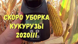 ОБЗОР КУКУРУЗЫ Woodstock НА 1 СЕНТЯБРЯ 2020!!!ВИДЫ НА УРОЖАЙ!!!СКОРО УБОРКА!!!