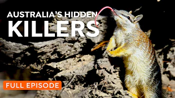Australia’s Cutest but Deadliest Marsupials | 4K Nature Documentary
