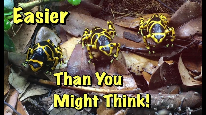 Bumblebee Poison Dart Frogs: Easier Pets Than I Thought!